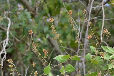 Rhynchosia longeracemosa, photographed by Neptalí Ramírez Marcial