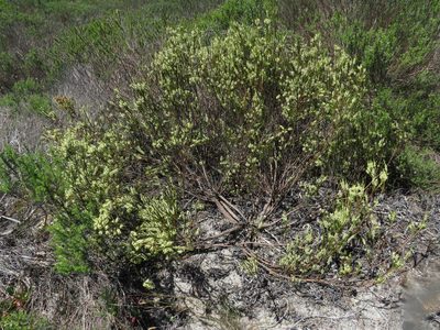 Struthiola striata, photographed by Jeremy Gilmore