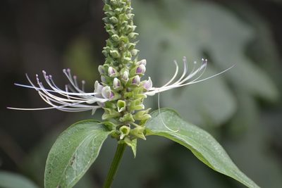 Catoferia chiapensis, photographed by Neptalí Ramírez Marcial