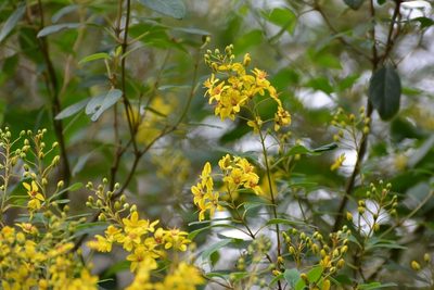 Galphimia speciosa, photographed by Neptalí Ramírez Marcial