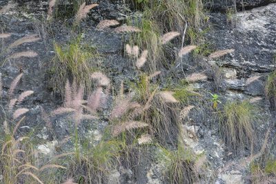 Muhlenbergia versicolor, photographed by Neptalí Ramírez Marcial
