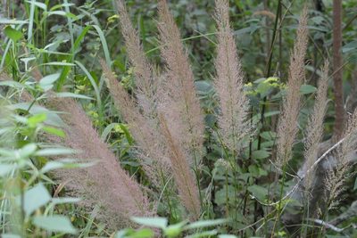 Muhlenbergia versicolor, photographed by Neptalí Ramírez Marcial