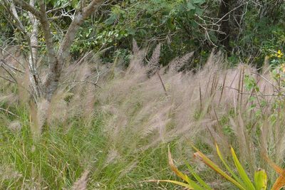 Muhlenbergia versicolor, photographed by Neptalí Ramírez Marcial