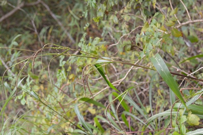 Tripsacum jalapense, photographed by Neptalí Ramírez Marcial