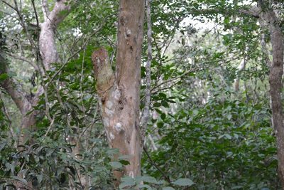 Guettarda combsii, photographed by Neptalí Ramírez Marcial