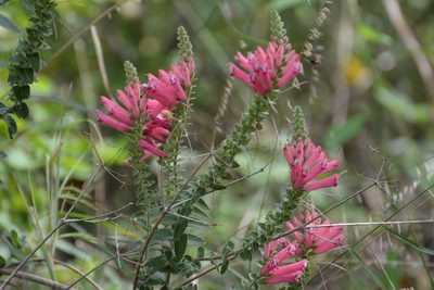 Lamourouxia viscosa, photographed by Neptalí Ramírez Marcial