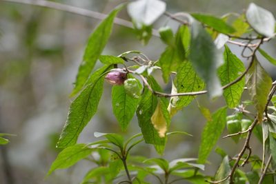 Physalis melanocystis, photographed by Neptalí Ramírez Marcial