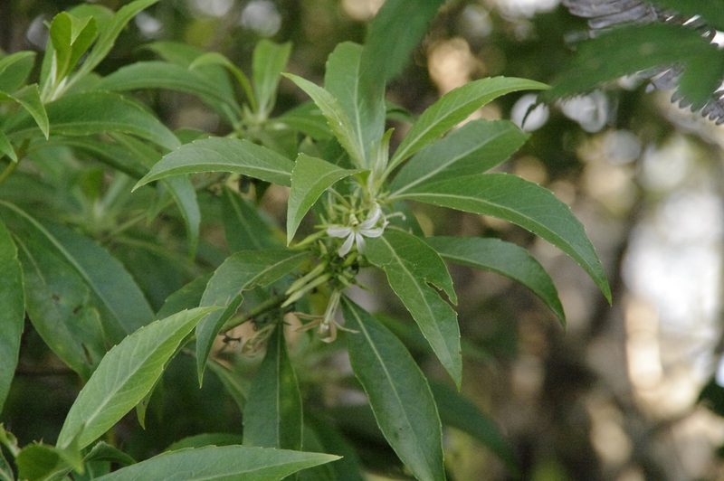 Scaevola procera, photographed by Eric Knight