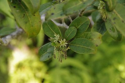 Coprosma waimeae, photographed by Eric Knight
