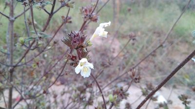 Galeopsis segetum, photographed by Josep Gesti