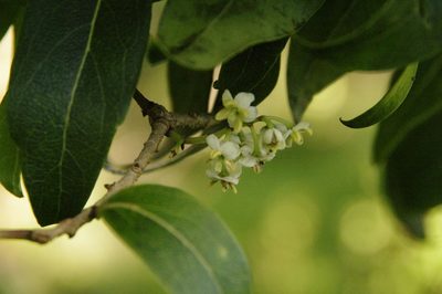 Nestegis sandwicensis, photographed by Eric Knight