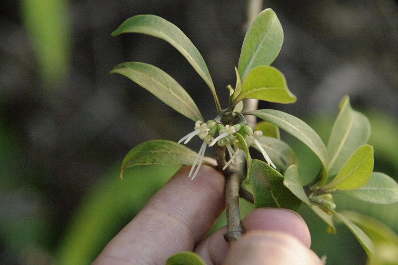 Coprosma waimeae, photographed by Eric Knight