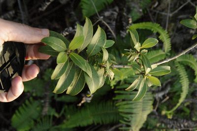 Coprosma waimeae, photographed by Eric Knight