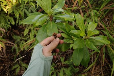 Lysimachia glutinosa, photographed by Eric Knight