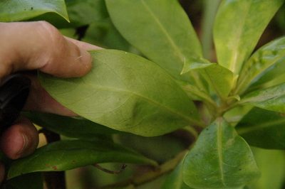 Lysimachia glutinosa, photographed by Eric Knight