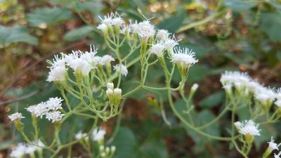 Ageratina jucunda, photographed by Alan Rockefeller