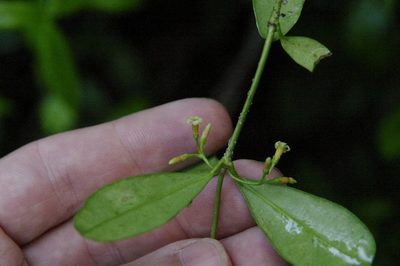 Alyxia stellata, photographed by Eric Knight