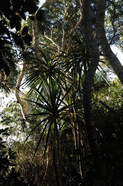 Dracaena aurea, photographed by Eric Knight