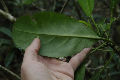 Claoxylon sandwicense, photographed by Eric Knight