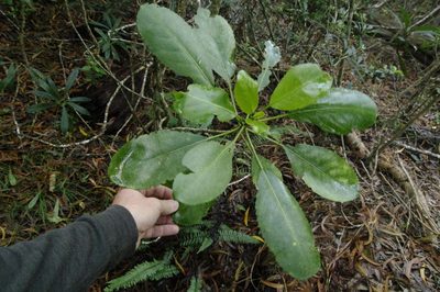 Claoxylon sandwicense, photographed by Eric Knight
