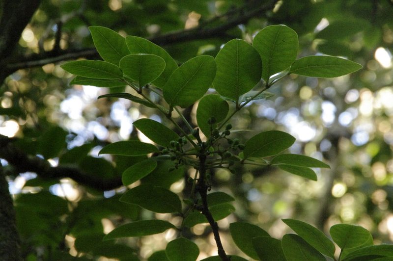 Zanthoxylum kauaense, photographed by Eric Knight