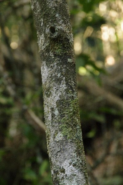Zanthoxylum kauaense, photographed by Eric Knight