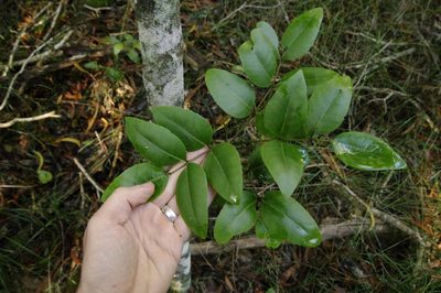 Zanthoxylum kauaense, photographed by Eric Knight