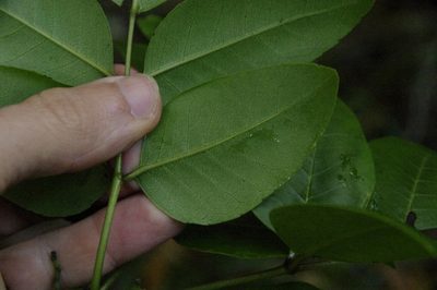 Zanthoxylum kauaense, photographed by Eric Knight