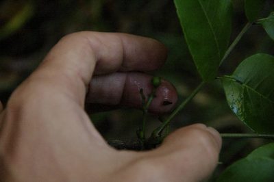 Zanthoxylum kauaense, photographed by Eric Knight