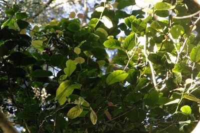 Antidesma platyphyllum, photographed by Eric Knight