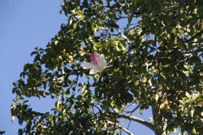 Hibiscus waimeae, photographed by Eric Knight