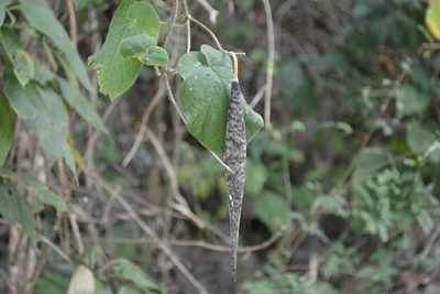 Tutunakanthus velutinoides, photographed by Neptalí Ramírez Marcial