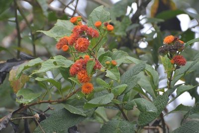 Verbesina ovatifolia, photographed by Neptalí Ramírez Marcial