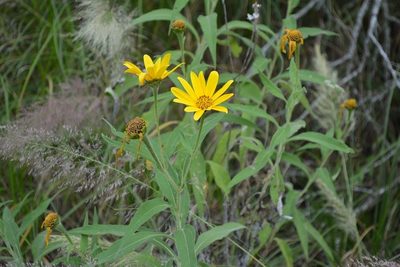 Tithonia longiradiata, photographed by Neptalí Ramírez Marcial