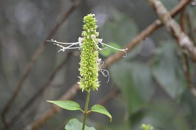 Catoferia chiapensis, photographed by Neptalí Ramírez Marcial