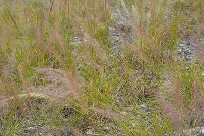 Muhlenbergia versicolor, photographed by Neptalí Ramírez Marcial
