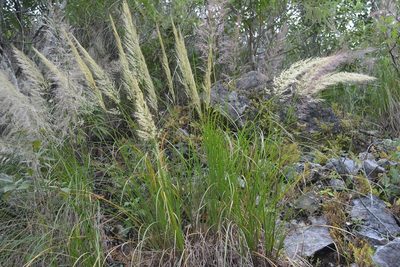 Muhlenbergia versicolor, photographed by Neptalí Ramírez Marcial