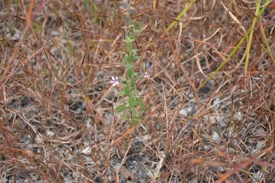Loeselia pumila, photographed by Neptalí Ramírez Marcial