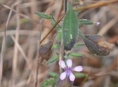 Loeselia pumila, photographed by Neptalí Ramírez Marcial