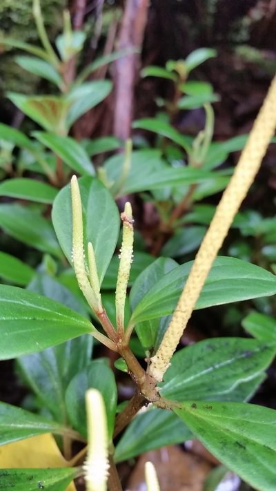 Peperomia hypoleuca, photographed by cwarneke