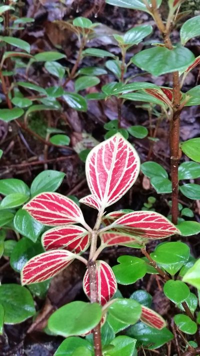 Peperomia hypoleuca, photographed by cwarneke
