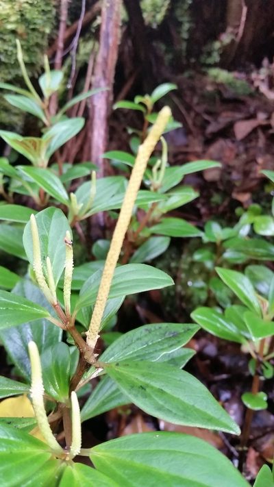Peperomia hypoleuca, photographed by cwarneke
