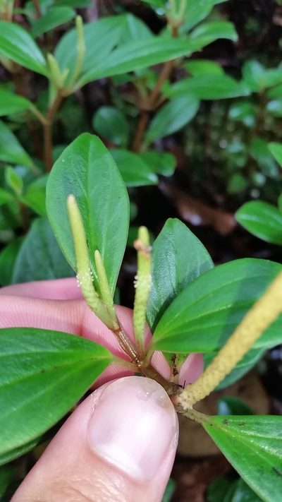 Peperomia hypoleuca, photographed by cwarneke