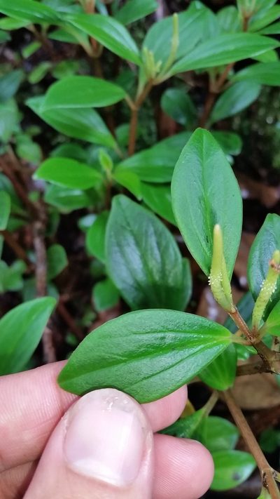 Peperomia hypoleuca, photographed by cwarneke