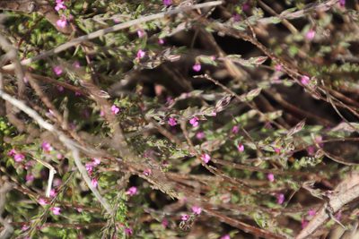 Muraltia stipulacea, photographed by Tony Rebelo