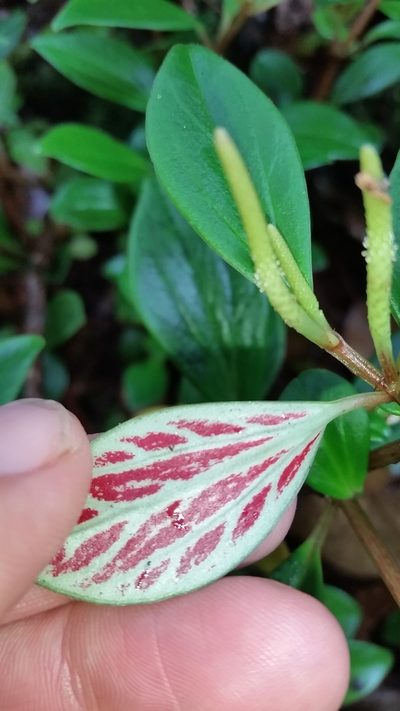 Peperomia hypoleuca, photographed by cwarneke