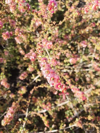 Afrosalsola divaricata, photographed by Jacek Pietruszewski