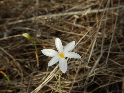 Narcissus serotinus, photographed by Duarte Frade