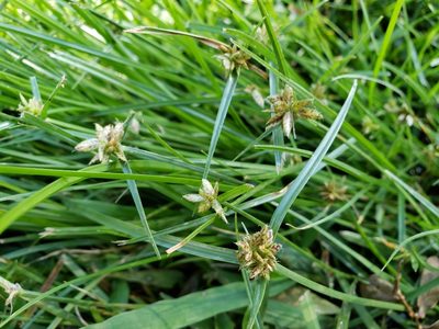 Cyperus sanguinolentus, photographed by Tyler Bishop