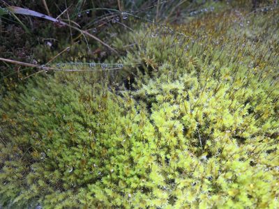 Niphotrichum ericoides, photographed by Andrew Melton